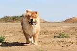 CHOW CHOW 106